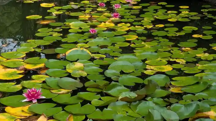 札幌大師 招福寺の自然