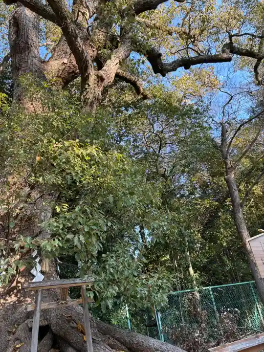 大鳥美波比神社(大鳥大社境内摂社)の{uncategorized: "未分類", other: "その他", undefined: "問題あり", building: "その他建物", grave: "お墓", sacred_gate: "鳥居", guardian: "狛犬", statue: "像", buddha: "仏像", history: "歴史", nature: "自然", garden: "庭園", animal: "動物", pagoda: "塔", temizu: "手水舎", mountain_gate: "山門・神門", sanctuary: "本殿・本堂", subordinate: "末社・摂社", art: "芸術", scenery: "景色", jizo: "地蔵", ema: "絵馬", goshuin: "御朱印", omikuji: "おみくじ", items: "授与品その他", amulet: "お守り", goshuincho: "御朱印帳", eats: "食事", festival: "お祭り", votive_dance: "神楽", shichigosan: "七五三参", wedding: "結婚式", experience: "体験その他", initially: "初詣", around: "周辺", anti_infection: "感染症対策"}