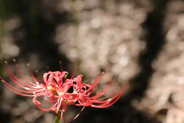 高幡不動尊 金剛寺の自然