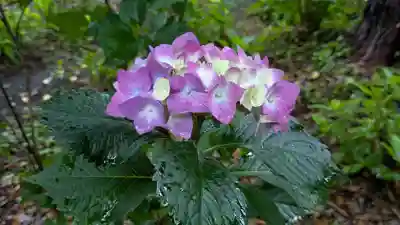 真正極楽寺(真如堂)(京都府)