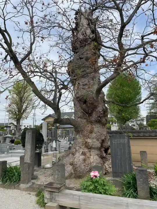 多聞寺の{uncategorized: "未分類", other: "その他", undefined: "問題あり", building: "その他建物", grave: "お墓", sacred_gate: "鳥居", guardian: "狛犬", statue: "像", buddha: "仏像", history: "歴史", nature: "自然", garden: "庭園", animal: "動物", pagoda: "塔", temizu: "手水舎", mountain_gate: "山門・神門", sanctuary: "本殿・本堂", subordinate: "末社・摂社", art: "芸術", scenery: "景色", jizo: "地蔵", ema: "絵馬", goshuin: "御朱印", omikuji: "おみくじ", items: "授与品その他", amulet: "お守り", goshuincho: "御朱印帳", eats: "食事", festival: "お祭り", votive_dance: "神楽", shichigosan: "七五三参", wedding: "結婚式", experience: "体験その他", initially: "初詣", around: "周辺", anti_infection: "感染症対策"}