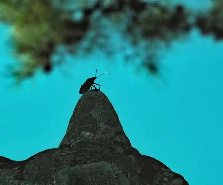 白鬚神社(滋賀県)