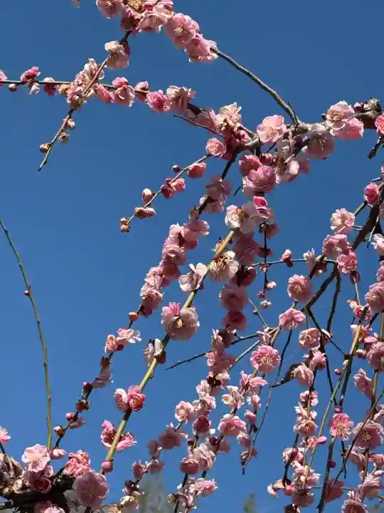 妙法寺(神奈川県)