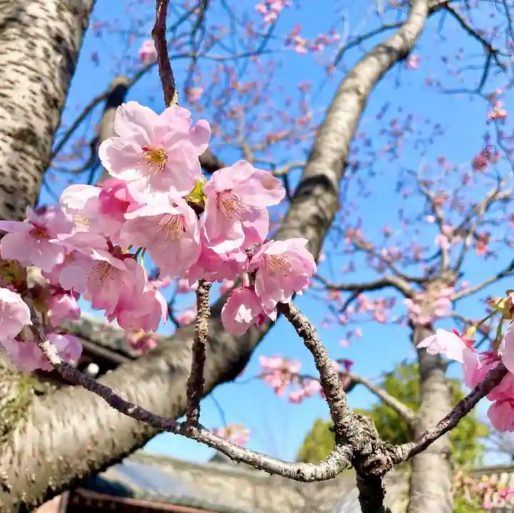 東寺(教王護国寺)(京都府)