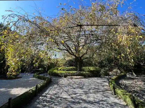 退蔵院(京都府)