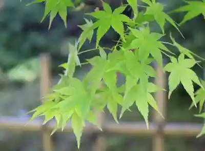 正傳（正伝）永源院の自然