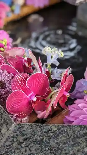 新琴似神社の手水