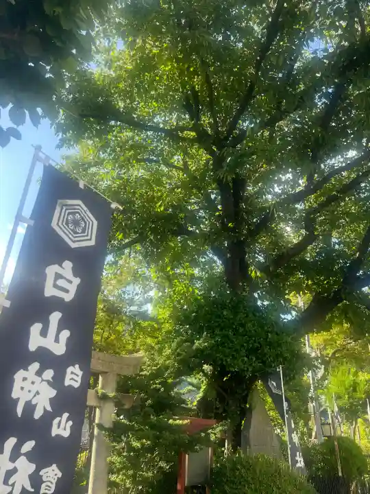 白山神社の{uncategorized: "未分類", other: "その他", undefined: "問題あり", building: "その他建物", grave: "お墓", sacred_gate: "鳥居", guardian: "狛犬", statue: "像", buddha: "仏像", history: "歴史", nature: "自然", garden: "庭園", animal: "動物", pagoda: "塔", temizu: "手水舎", mountain_gate: "山門・神門", sanctuary: "本殿・本堂", subordinate: "末社・摂社", art: "芸術", scenery: "景色", jizo: "地蔵", ema: "絵馬", goshuin: "御朱印", omikuji: "おみくじ", items: "授与品その他", amulet: "お守り", goshuincho: "御朱印帳", eats: "食事", festival: "お祭り", votive_dance: "神楽", shichigosan: "七五三参", wedding: "結婚式", experience: "体験その他", initially: "初詣", around: "周辺", anti_infection: "感染症対策"}