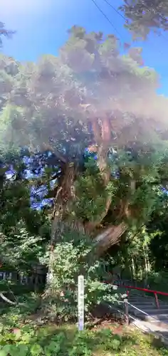 御座石神社の自然