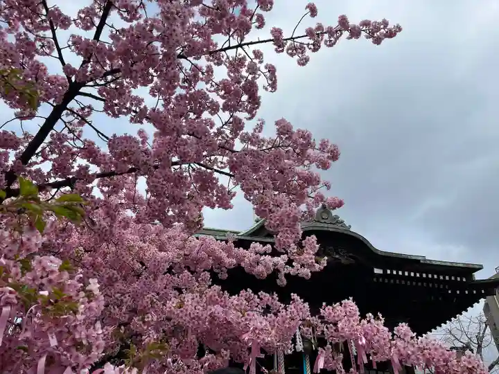 桜神宮の自然