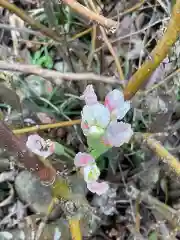 妙智寺（妙智庵）の自然