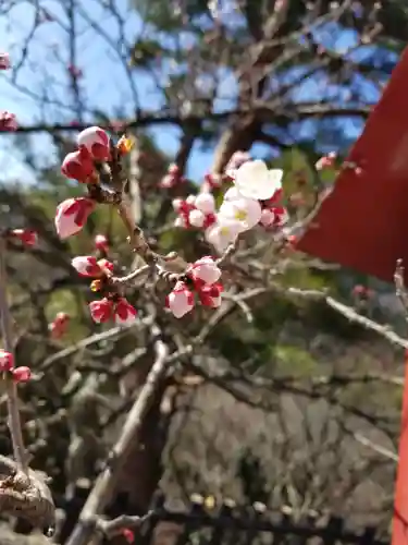 新倉富士浅間神社(山梨県)