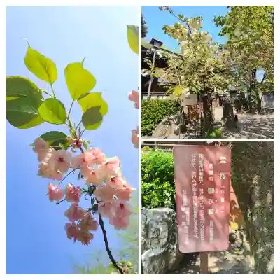 七社神社の{uncategorized: "未分類", other: "その他", undefined: "問題あり", building: "その他建物", grave: "お墓", sacred_gate: "鳥居", guardian: "狛犬", statue: "像", buddha: "仏像", history: "歴史", nature: "自然", garden: "庭園", animal: "動物", pagoda: "塔", temizu: "手水舎", mountain_gate: "山門・神門", sanctuary: "本殿・本堂", subordinate: "末社・摂社", art: "芸術", scenery: "景色", jizo: "地蔵", ema: "絵馬", goshuin: "御朱印", omikuji: "おみくじ", items: "授与品その他", amulet: "お守り", goshuincho: "御朱印帳", eats: "食事", festival: "お祭り", votive_dance: "神楽", shichigosan: "七五三参", wedding: "結婚式", experience: "体験その他", initially: "初詣", around: "周辺", anti_infection: "感染症対策"}