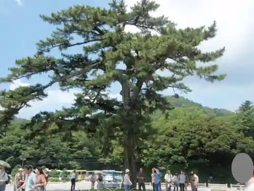 伊勢神宮内宮（皇大神宮）の自然