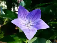 新琴似神社の自然