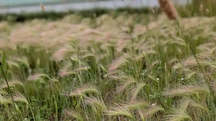 珸瑶瑁金刀比羅神社(北海道)