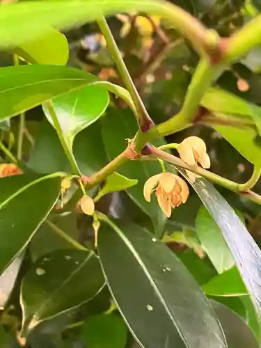 大山祇神社(福岡県)