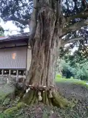 愛宕神社の自然