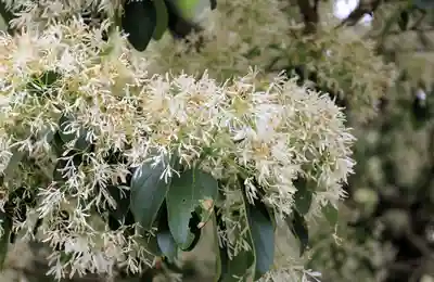 沙沙貴神社(滋賀県)