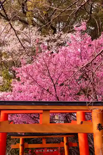 平野神社(京都府)