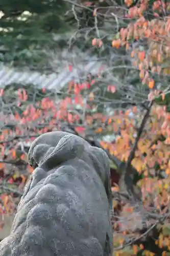 浅草神社の狛犬