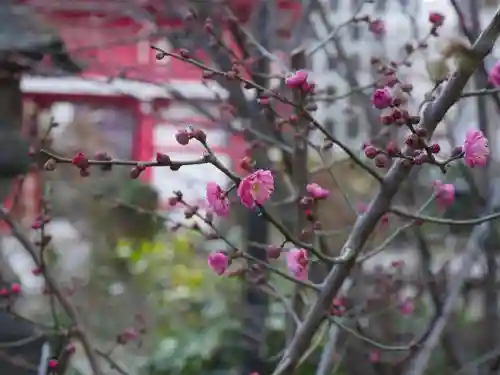 成子天神社の自然