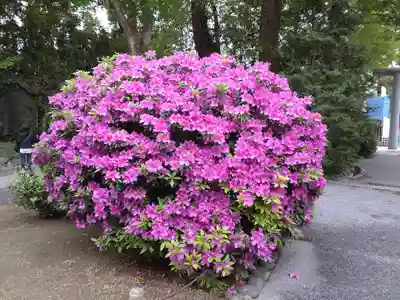 阿佐ヶ谷神明宮(東京都)