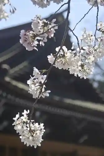 三嶋大社(静岡県)