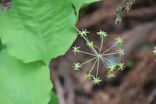 鹿島大神宮の自然