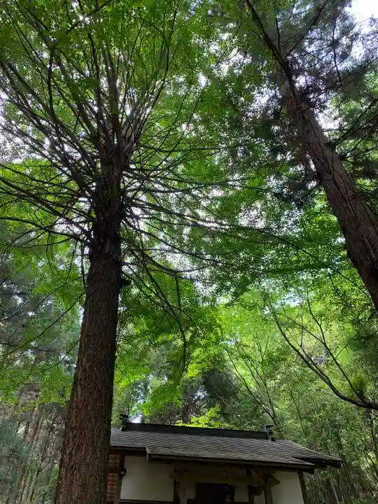 阿夫利神社の自然