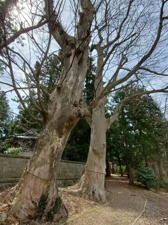 神炊館神社 ⁂奥州須賀川総鎮守⁂の自然