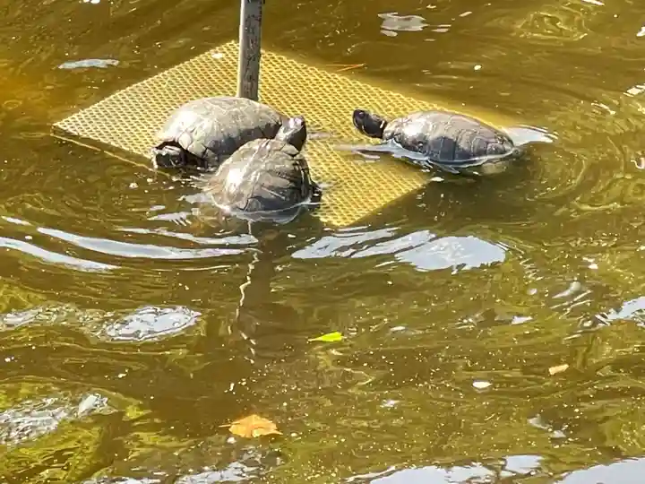 平塚八幡宮の御朱印