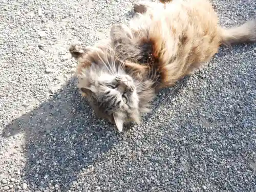 山梨縣護國神社の動物