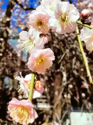 妙法寺(東京都)
