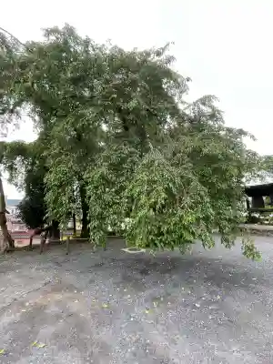梅岩寺(東京都)