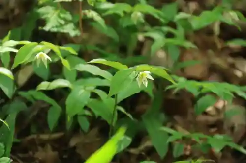 鹿島大神宮の自然
