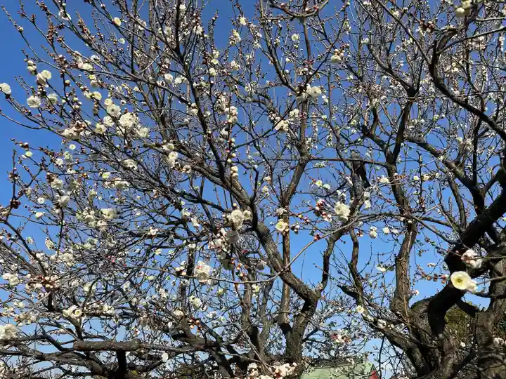 亀戸天神社(東京都)