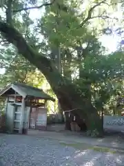 飛鳥神社の自然