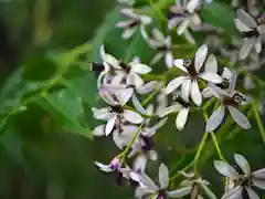 熊谷寺の自然