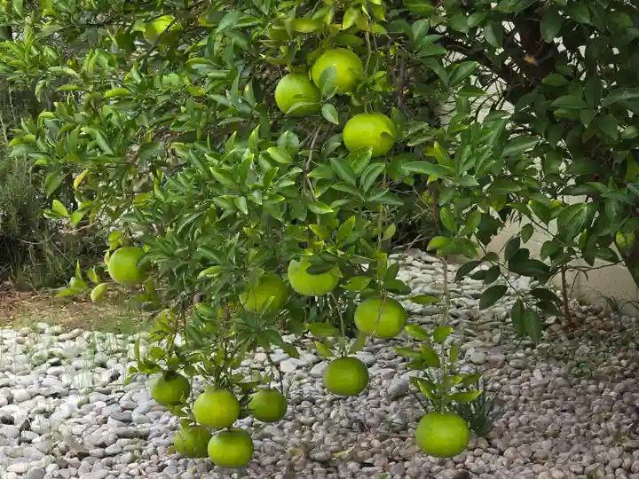 満徳寺(大阪府)