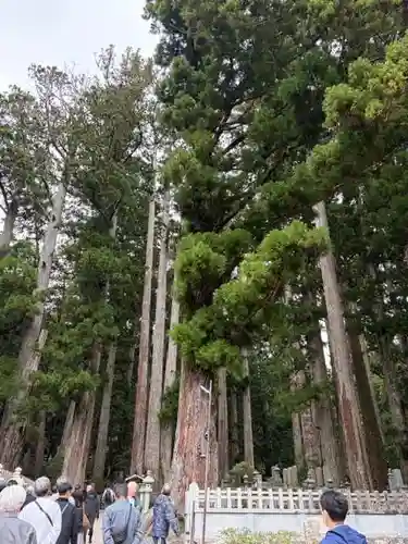 高野山金剛峯寺奥の院(和歌山県)