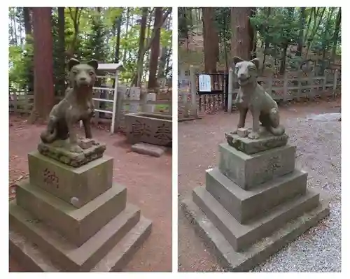 宝登山神社奥宮の狛犬