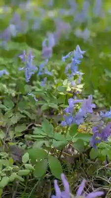 新琴似神社(北海道)