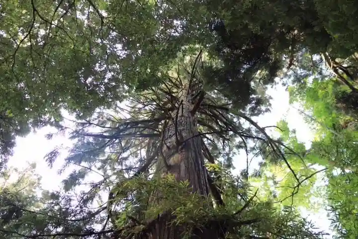 王宮伊豆神社の自然