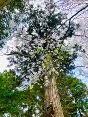 岡見八坂神社(茨城県)