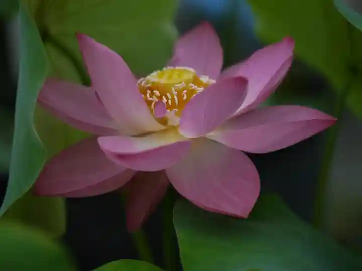 極楽山 浄土寺の自然