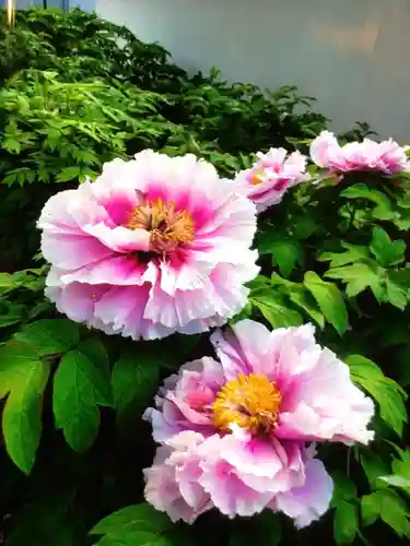 圓照寺(東京都)