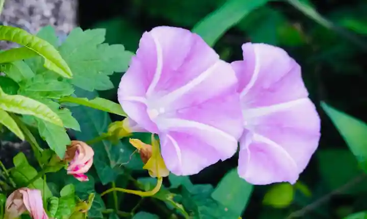 耕田院(山形県)