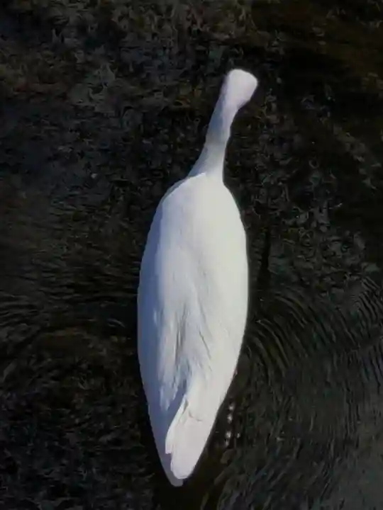 下高井戸八幡神社(東京都)