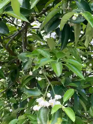 炬口八幡神社の自然